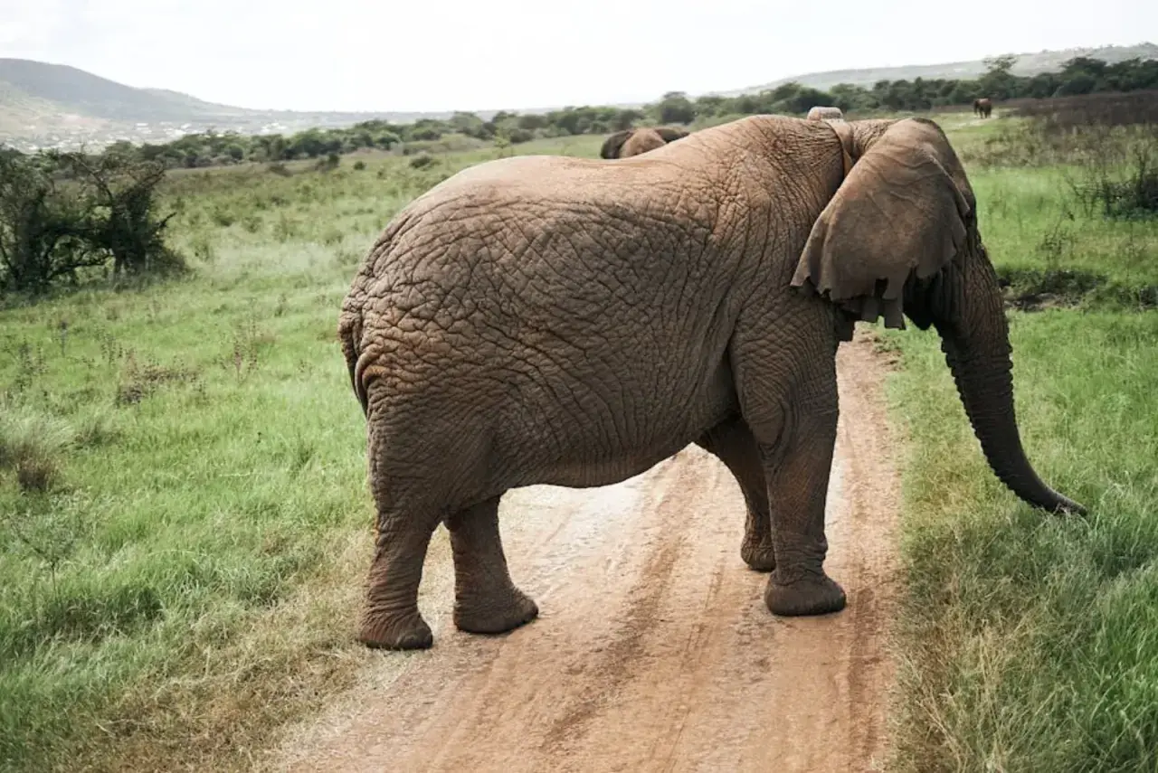 Drunk Elephant Recension 2026: Är det värt priset?
